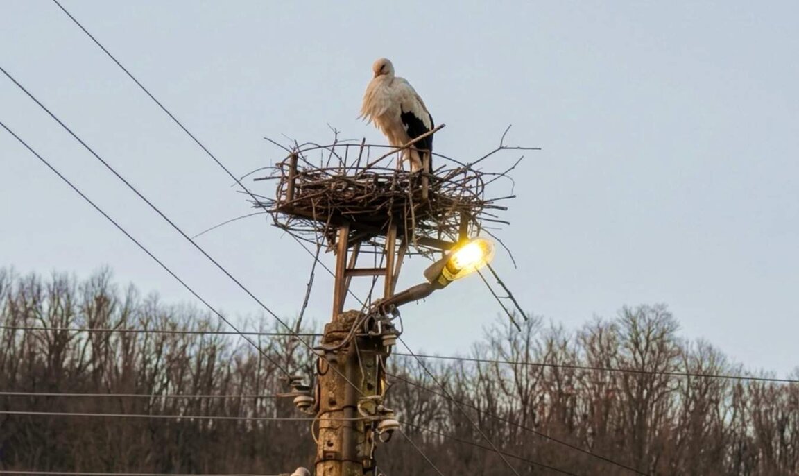 Първите щъркели се завръщат...