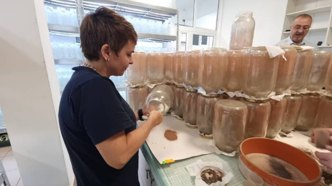 Trihograma tarımsal zararlıların doğal düşmanıdır