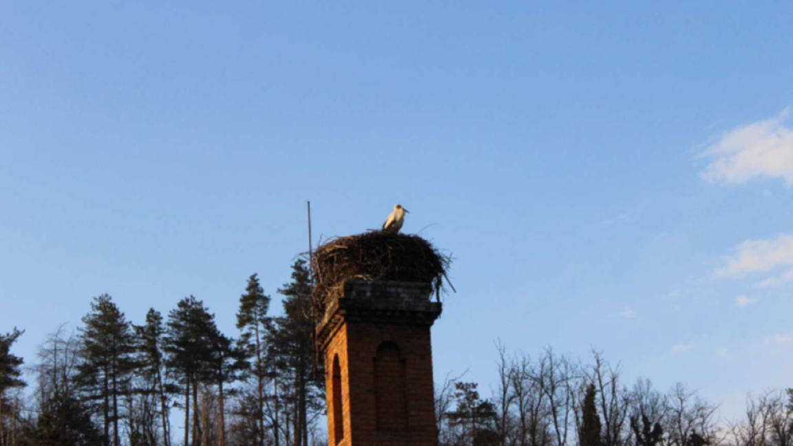 Емблематичният щъркел от Трявна се завър...
