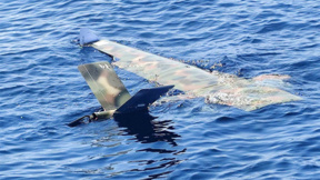 Un drone de reconnaissance électrique retrouvé en mer Noire près de Tsarévo