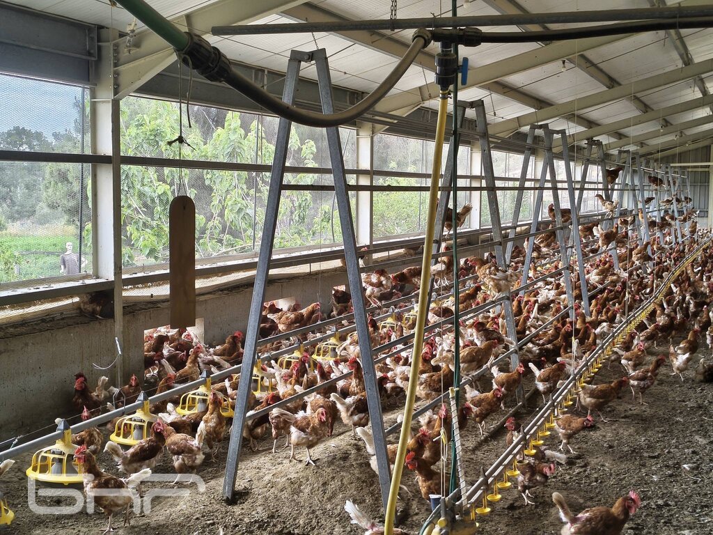 Част от свободните кокошки, произвеждащи био яйца във фермата