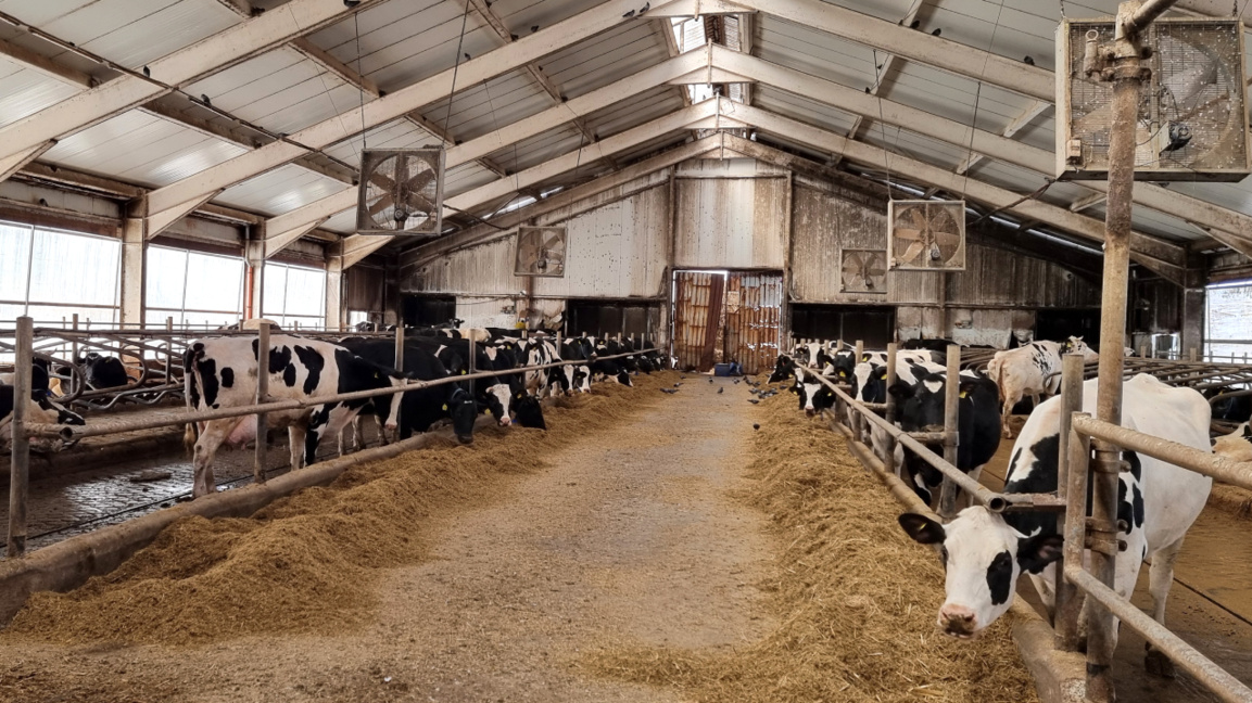 Bulgaristan'da süt üretimi %25 azalırken, süt ürünleri ithalatı %43 oranda arttı