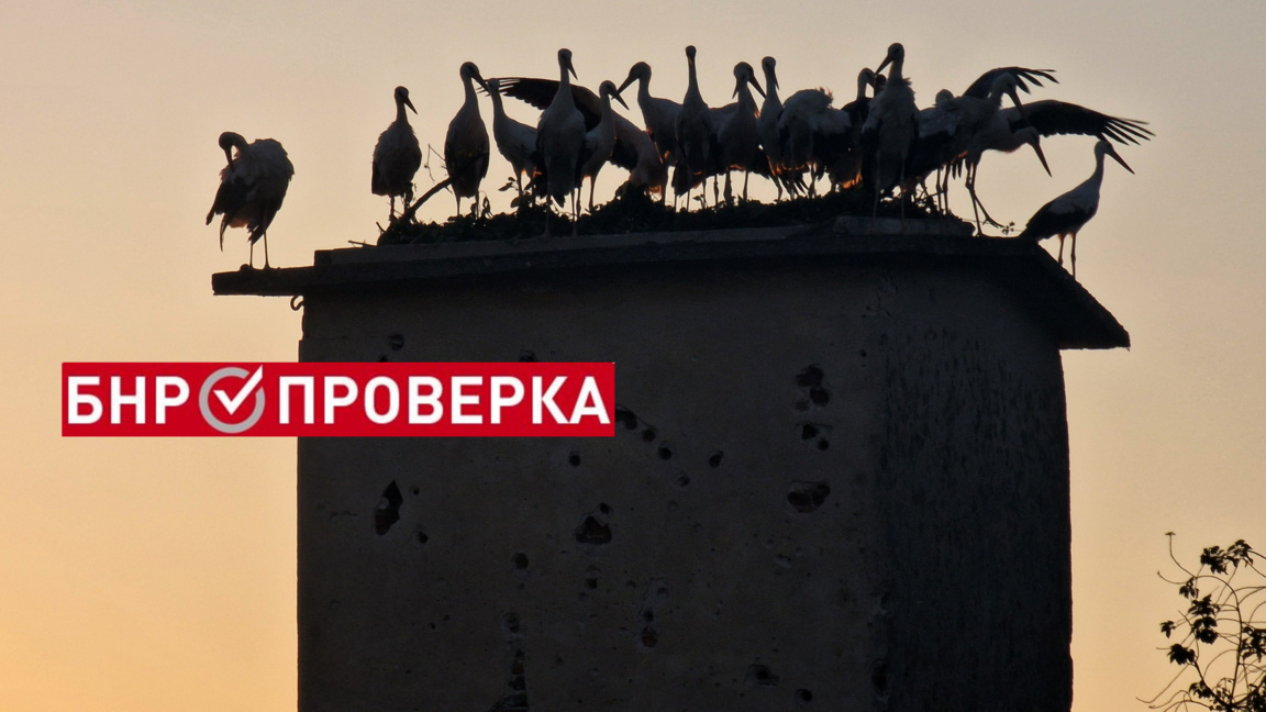 Има ли пик на щъркелите у нас покрай войните?