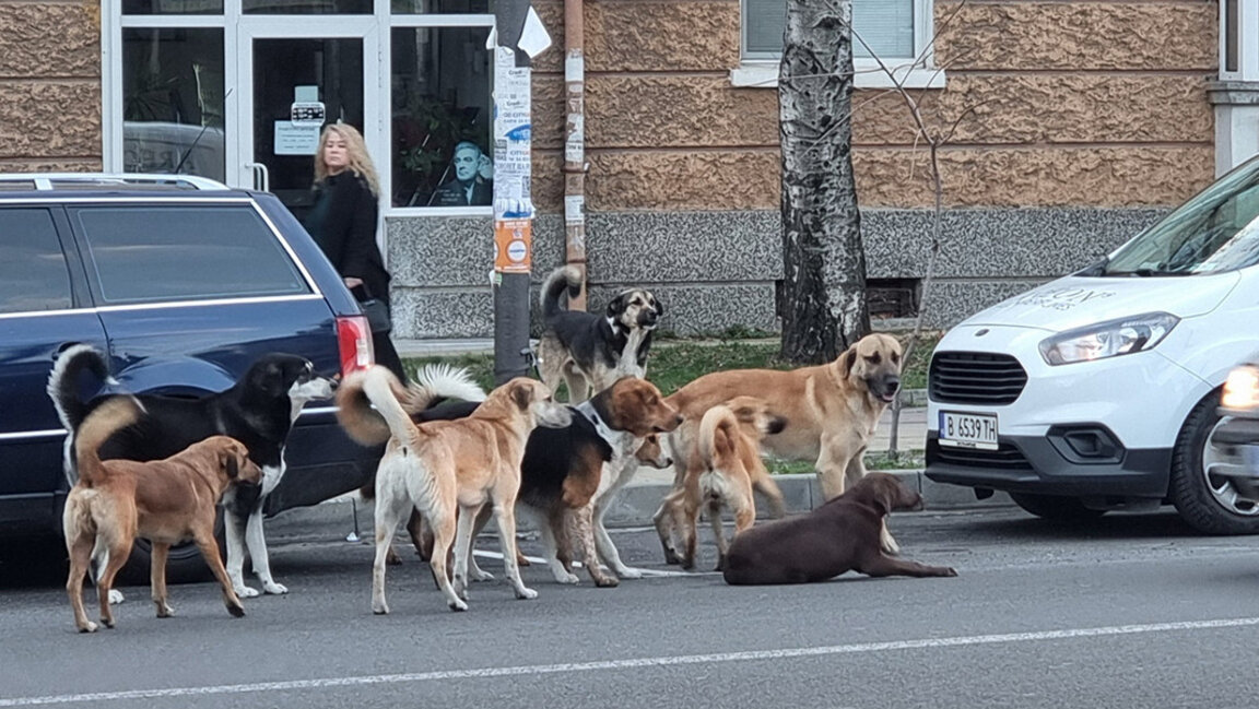 Over a fifth of stray dogs caught in 2024 are adopted