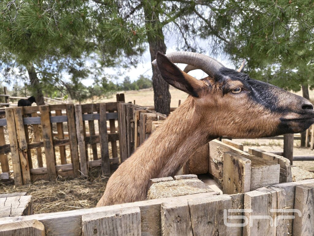 В Игеа има и кози, коне и магарета