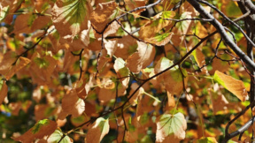 Vreme caldă pentru luna octombrie la sfârșitul săptămânii