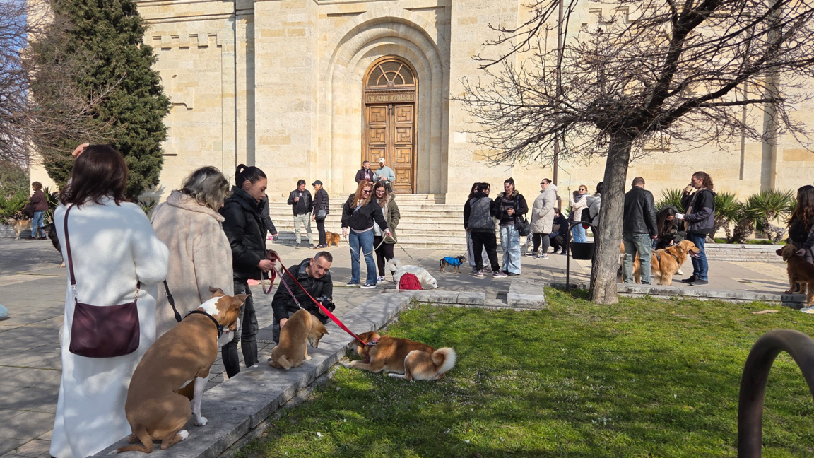 Масова разходка на кучета събра стопани ...