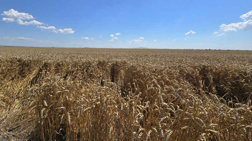 Record-high crops pose problems for Bulgarian wheat growers