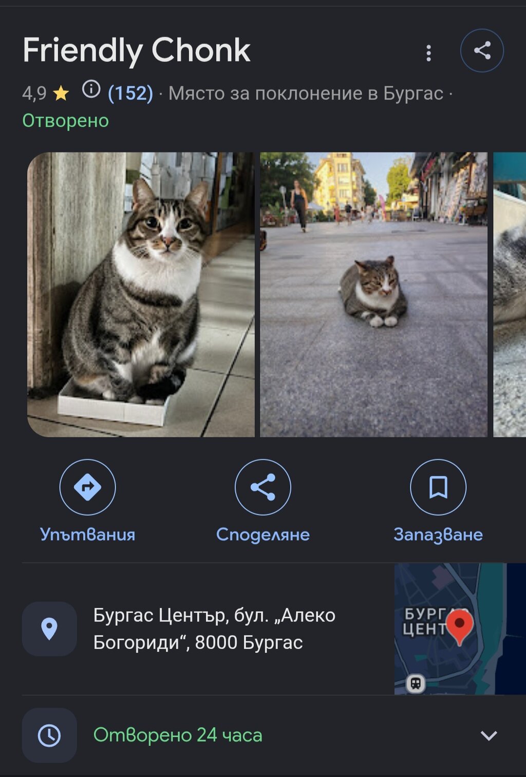 Котка се превърна в хит сред туристите на "Богориди" в Бургас
