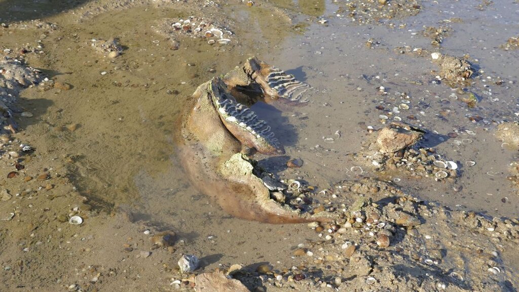 Museum sucht Freiwillige zur Suche nach Artefakten im Niedrigwasser der Donau