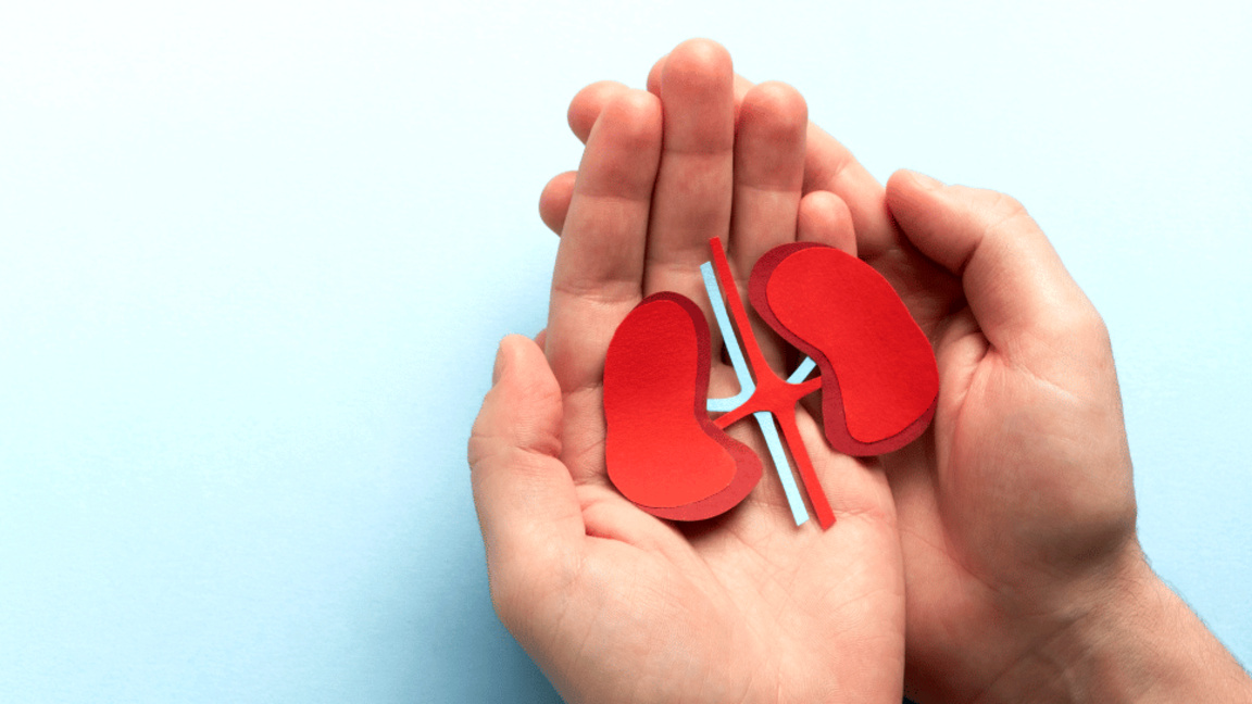 бъбреци бъбречно здраве