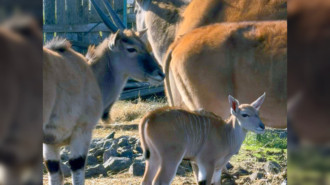 Нови попълнения в Зоопарк Бургас: Бебе антилопа и миниатюрни мармозетки (видео)