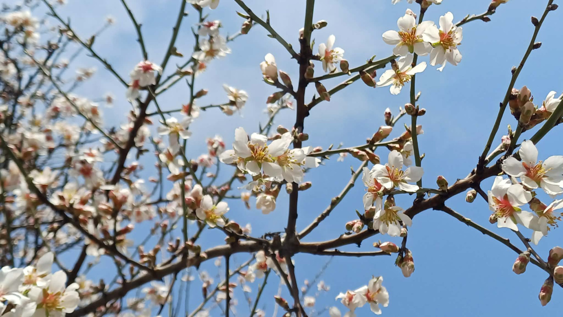 пловдив, овошки, цъфтеж, пролет