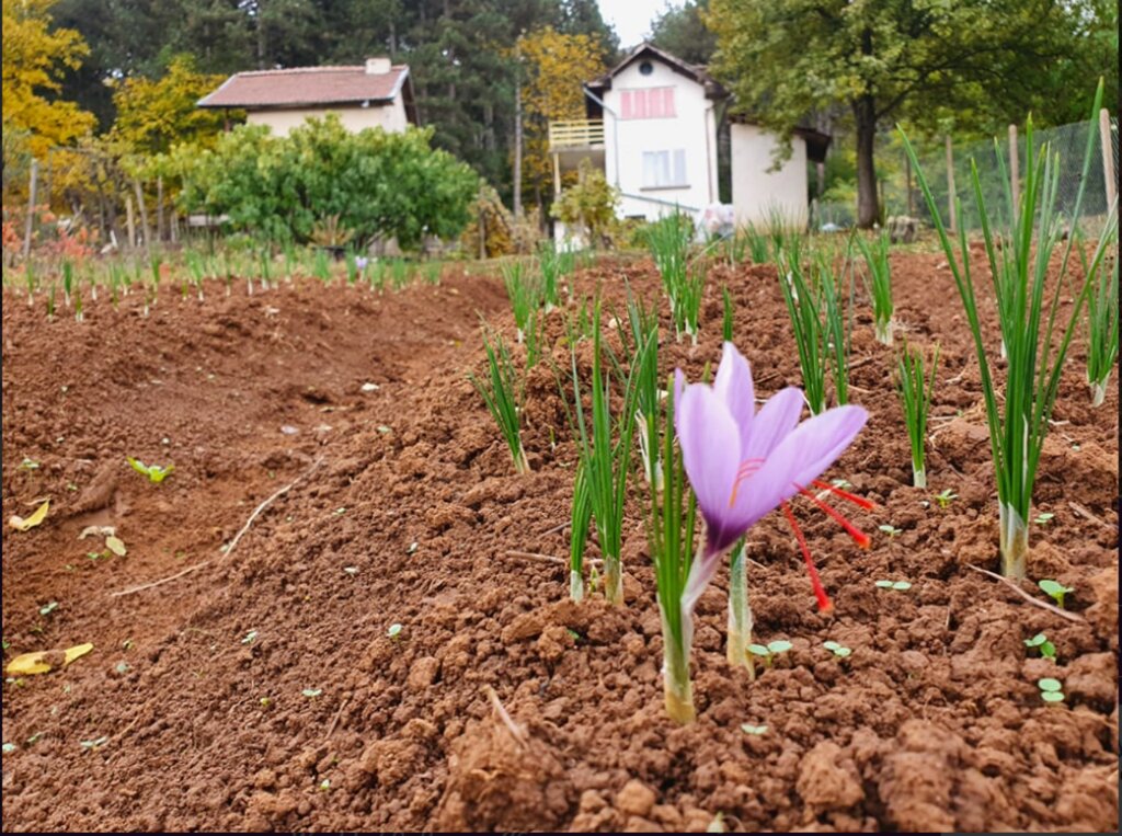 Gabriella Iliéva cultive "la fleur du paradis" près de Vratsa