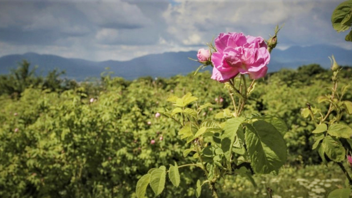 Gül üreticileri iklim ve haksız ticari uygulamalar arasında sıkışmış durumda