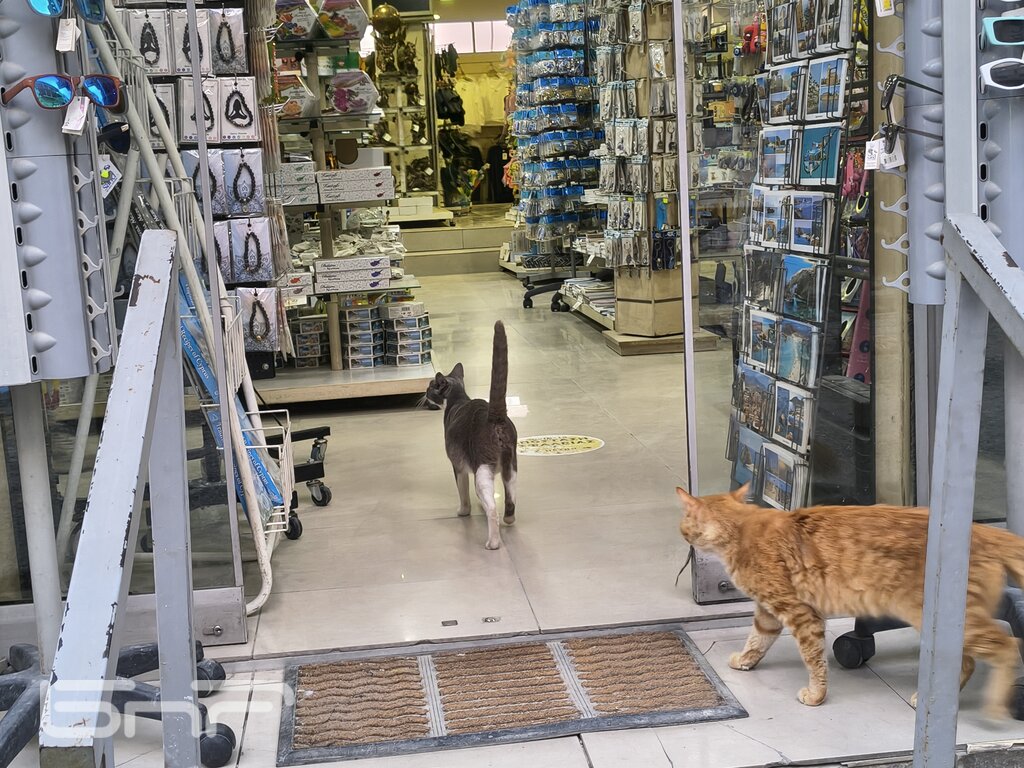 Котките са на почит в Кипър и са навсякъде
