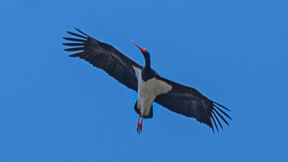 Черен щъркел над р. Тунджа
