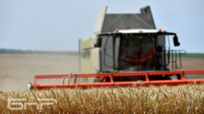 Prodhuesit bullgarë janë të shqetësuar për rendimentin rekord të grurit