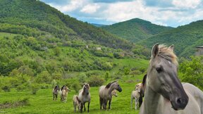 Circle of Life: How the Eastern Rhodopes became a model of a restored ecosystem