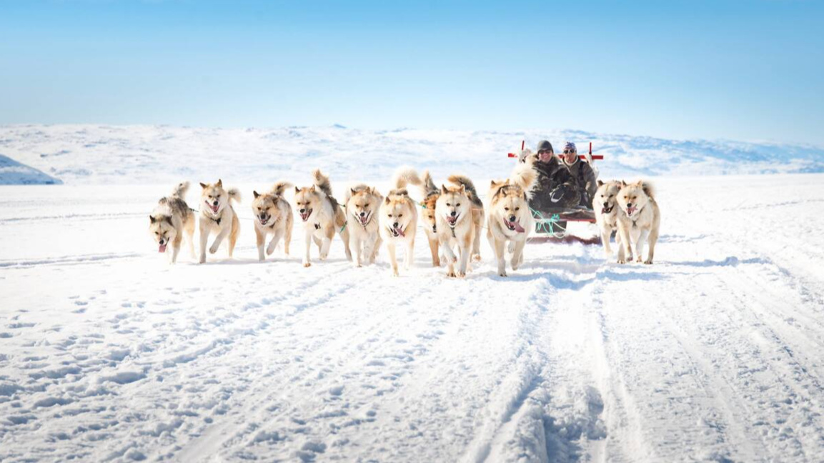 В Гренландия кучетата са повече от хората