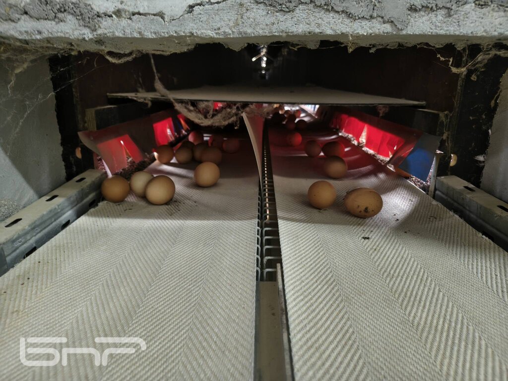 Био яйцата от фермата