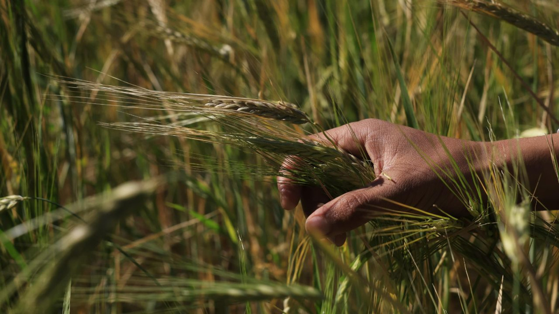Le commerce agricole bulgare bascule dans le rouge, une première en vingt ans
