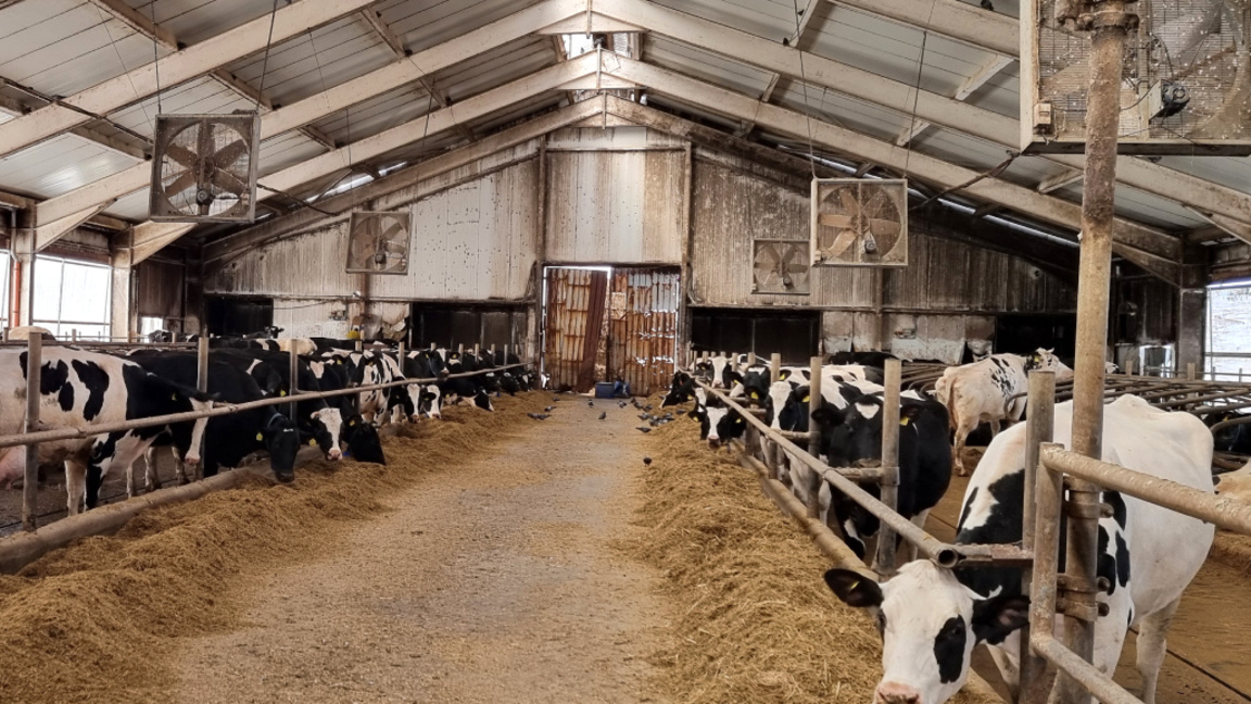 Пазарни деформации водят до закриването на ферми за млечни продукти