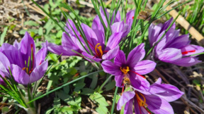 Gabriela Ilieva cultiva la “flor del paraíso” en los Montes Balcanes de Vratsa