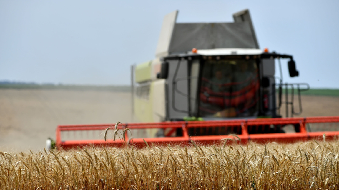Bulgarische Weizenproduzenten besorgt über Rekordernte 