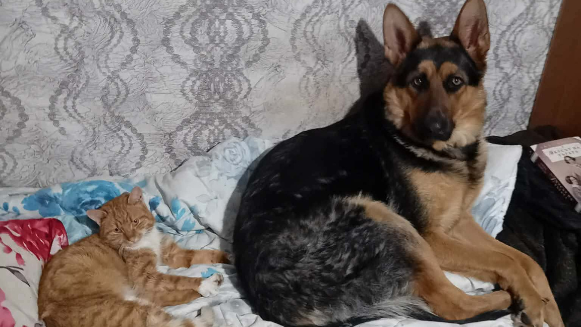 Лора Цанова и нейните домашни любимци