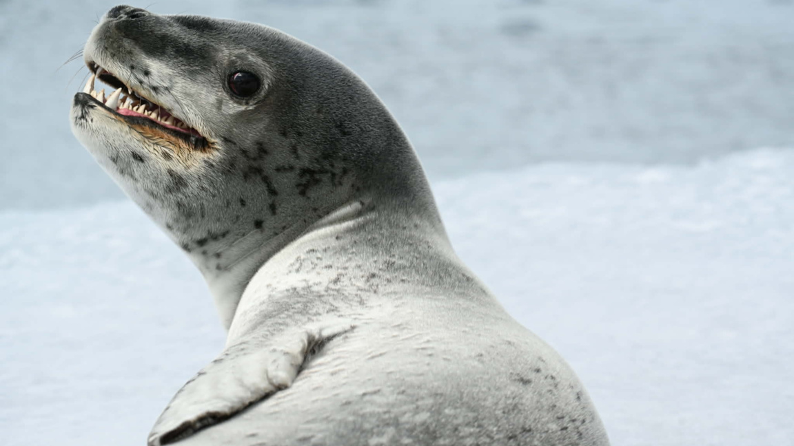 Леопардов тюлен