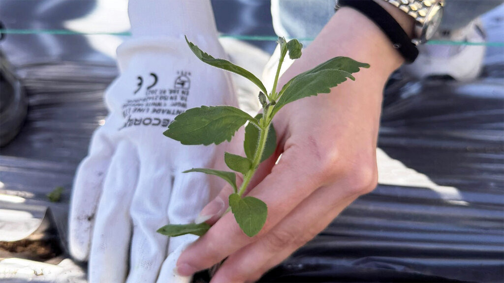 Stevia instead of tobacco – potential alternative for the Eastern Rhodopes